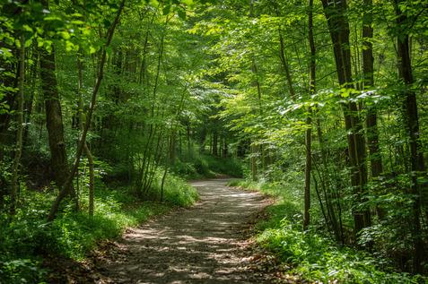 Radweg im Wald